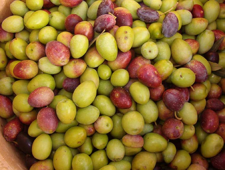 Oliven in der richtigen Mischung